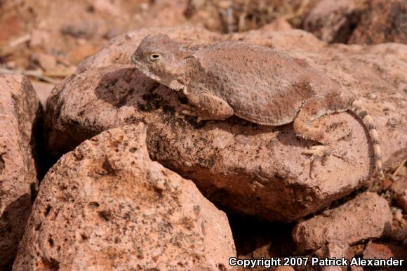 Round-tailed Horned Lizard (Phrynosoma modestum)