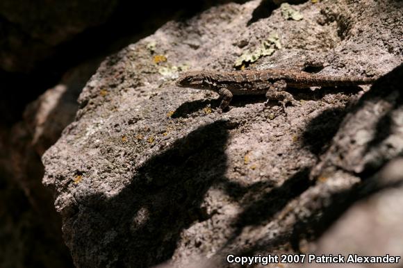 Ornate Tree Lizard (Urosaurus ornatus)