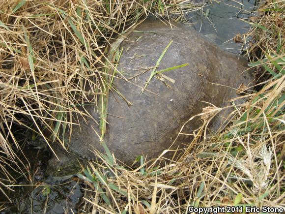 Pallid Spiny Softshell (Apalone spinifera pallida)