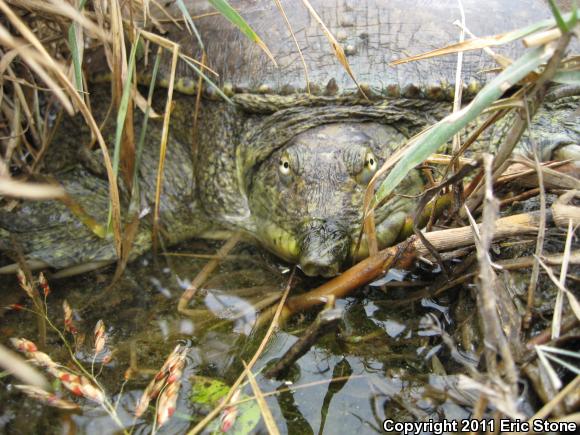 Pallid Spiny Softshell (Apalone spinifera pallida)