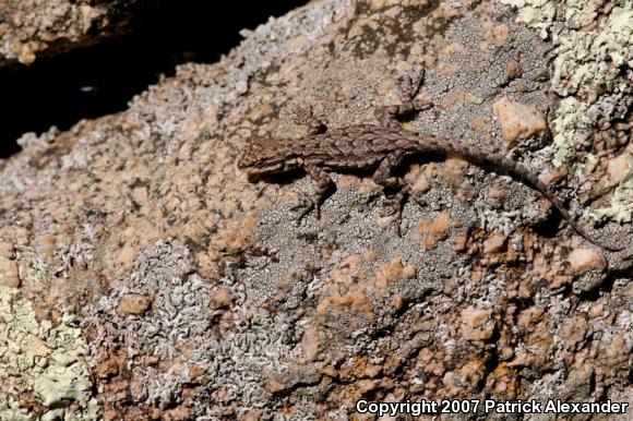 Ornate Tree Lizard (Urosaurus ornatus)