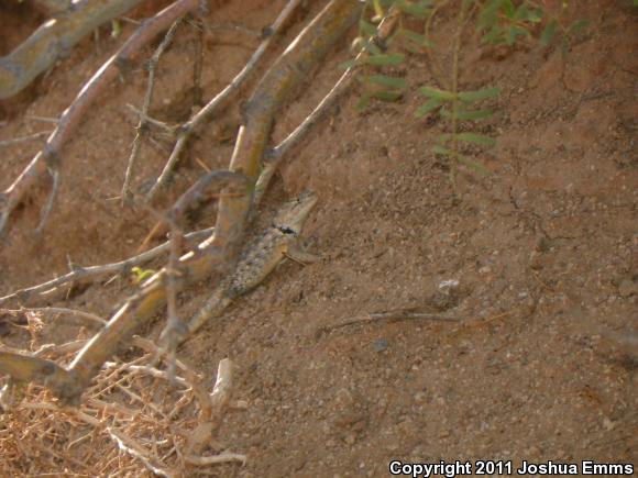 Twin-spotted Spiny Lizard (Sceloporus bimaculosus)