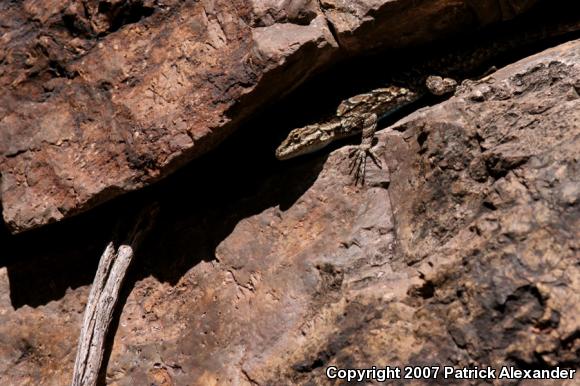 Ornate Tree Lizard (Urosaurus ornatus)