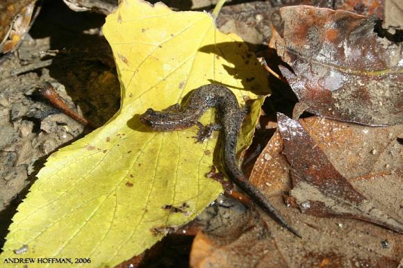 Northern Zigzag Salamander (Plethodon dorsalis)