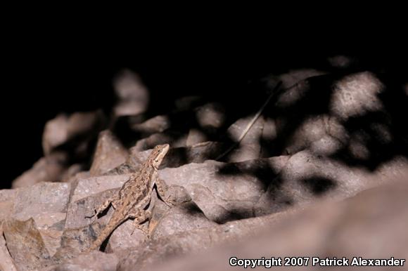 Ornate Tree Lizard (Urosaurus ornatus)