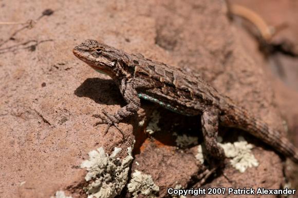 Ornate Tree Lizard (Urosaurus ornatus)