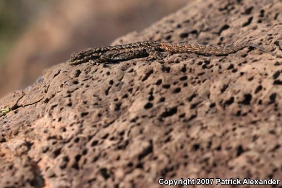 Ornate Tree Lizard (Urosaurus ornatus)