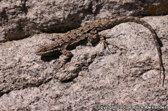 Ornate Tree Lizard (Urosaurus ornatus)