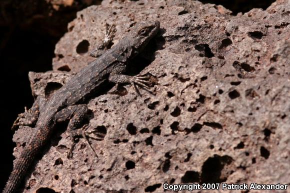 Ornate Tree Lizard (Urosaurus ornatus)