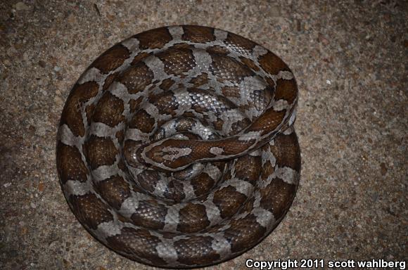 Slowinski's Cornsnake (Pantherophis slowinskii)