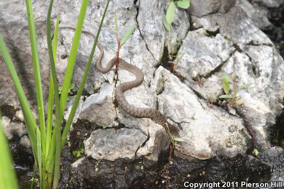 Narrow-headed Gartersnake (Thamnophis rufipunctatus)