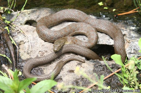 Narrow-headed Gartersnake (Thamnophis rufipunctatus)