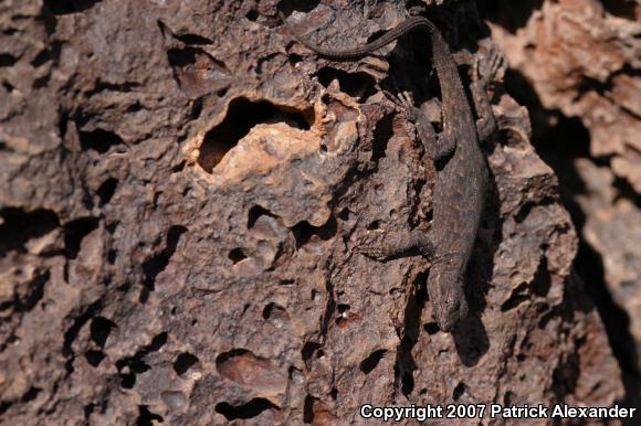 Ornate Tree Lizard (Urosaurus ornatus)