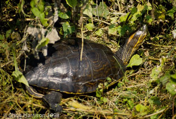 Ornate Slider (Trachemys ornata)