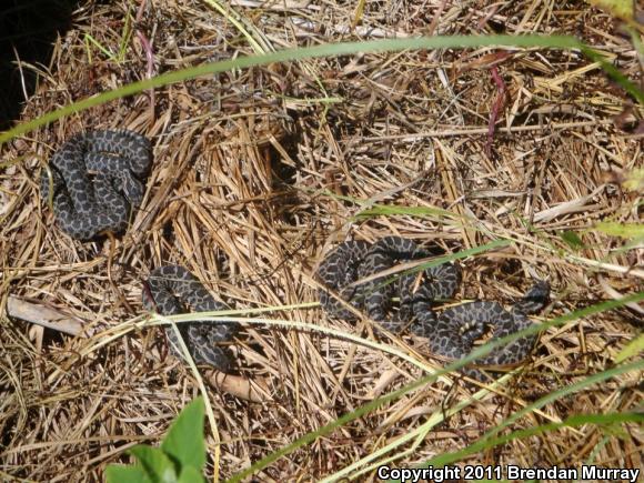 Eastern Massasauga (Sistrurus catenatus catenatus)