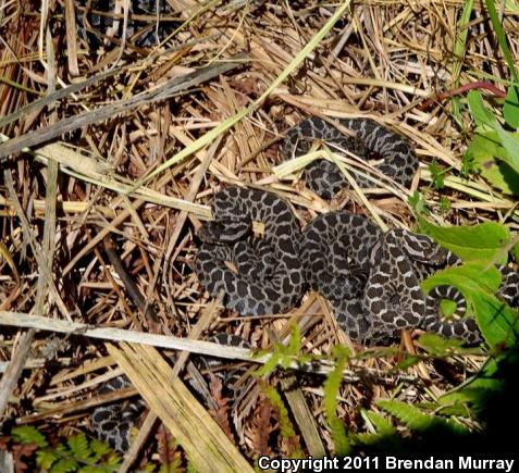 Eastern Massasauga (Sistrurus catenatus catenatus)