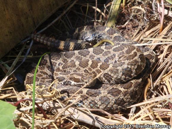 Eastern Massasauga (Sistrurus catenatus catenatus)