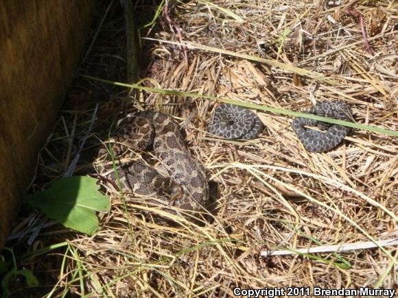 Eastern Massasauga (Sistrurus catenatus catenatus)