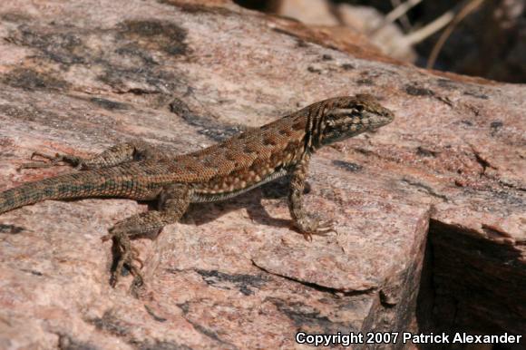 Common Side-blotched Lizard (Uta stansburiana)