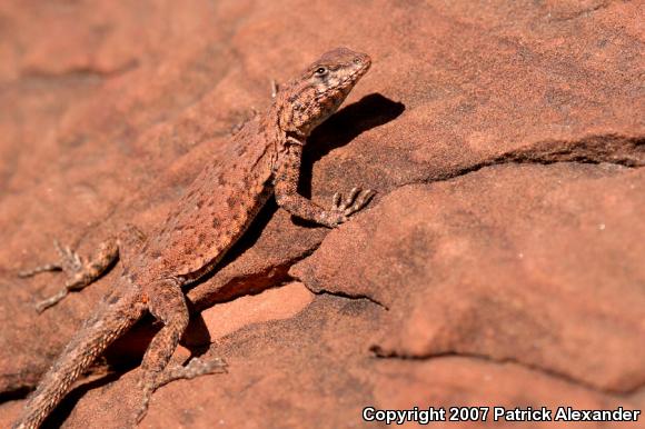 Common Side-blotched Lizard (Uta stansburiana)