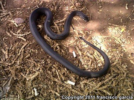 Mexican West Coast Cribo (Drymarchon melanurus rubidus)