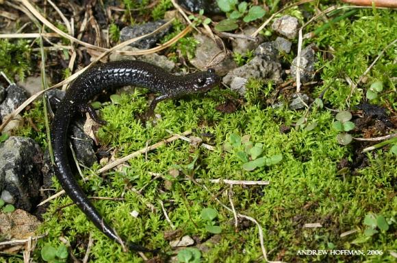 Northern Ravine Salamander (Plethodon electromorphus)