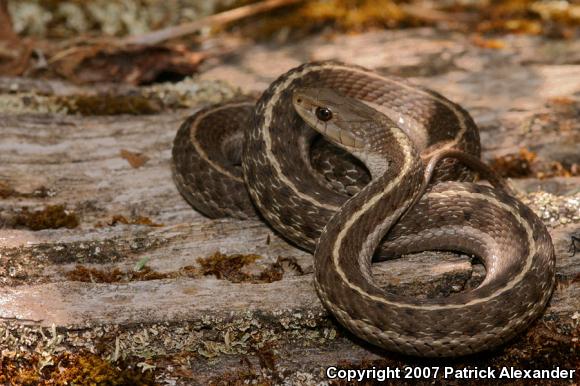 Wandering Gartersnake (Thamnophis elegans vagrans)