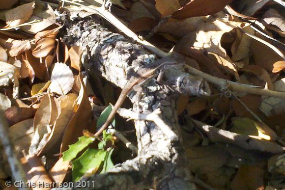 Texas Rose-bellied Lizard (Sceloporus variabilis marmoratus)