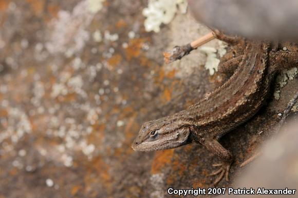 Eastern Fence Lizard (Sceloporus undulatus)