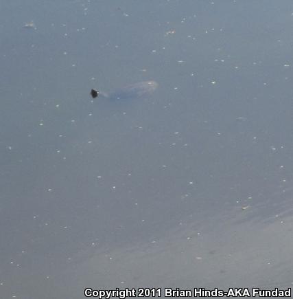 Sonoran Mud Turtle (Kinosternon sonoriense sonoriense)