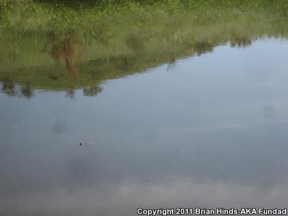 Sonoran Mud Turtle (Kinosternon sonoriense sonoriense)