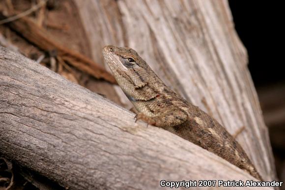 Eastern Fence Lizard (Sceloporus undulatus)
