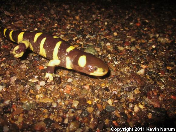 Blotched Tiger Salamander (Ambystoma mavortium melanostictum)