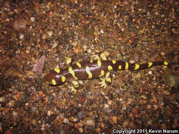 Blotched Tiger Salamander (Ambystoma mavortium melanostictum)