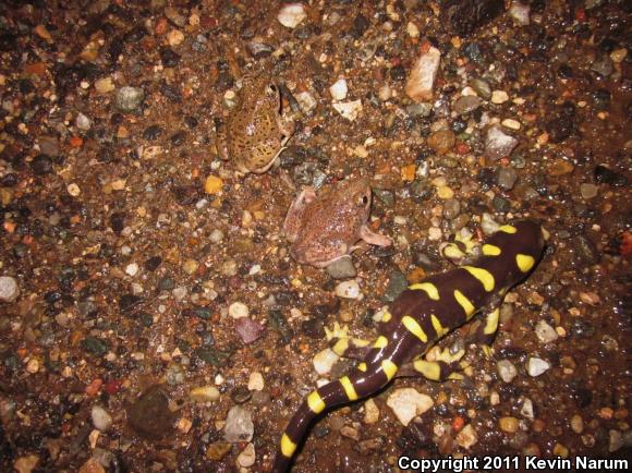 Blotched Tiger Salamander (Ambystoma mavortium melanostictum)