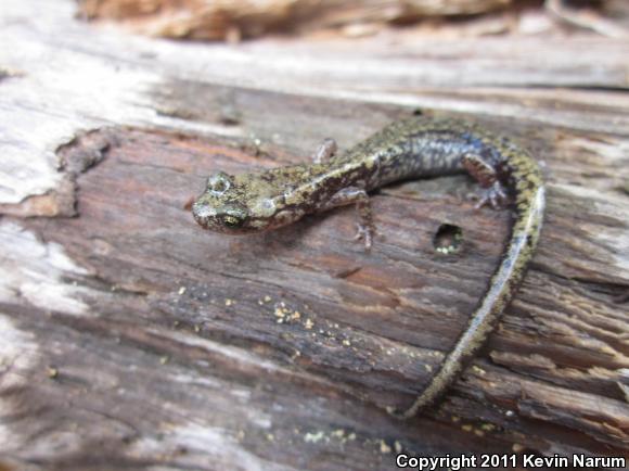 Sacramento Mountains Salamander (Aneides hardii)