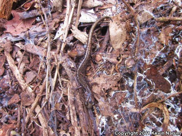 Sacramento Mountains Salamander (Aneides hardii)