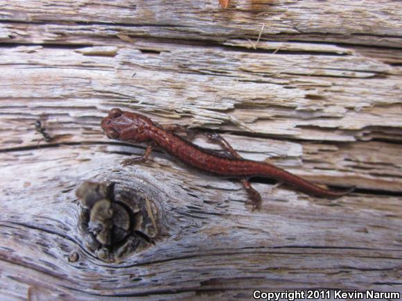 Sacramento Mountains Salamander (Aneides hardii)