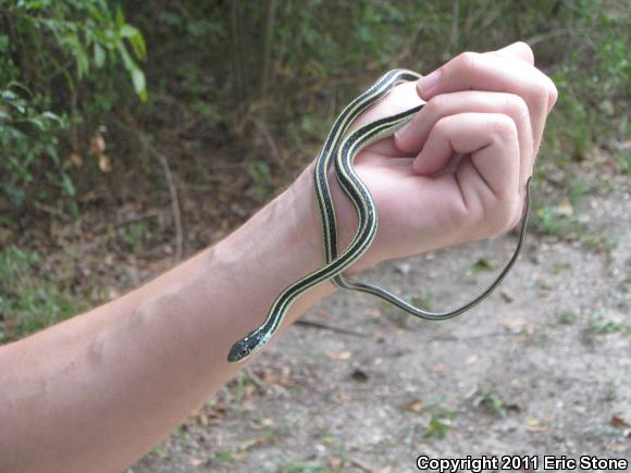 Gulf Coast Ribbonsnake (Thamnophis proximus rutiloris)