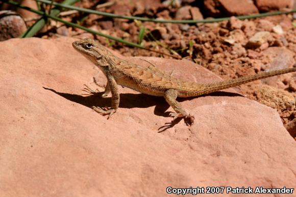 Eastern Fence Lizard (Sceloporus undulatus)