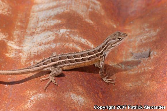 Slevin's Bunchgrass Lizard (Sceloporus slevini)