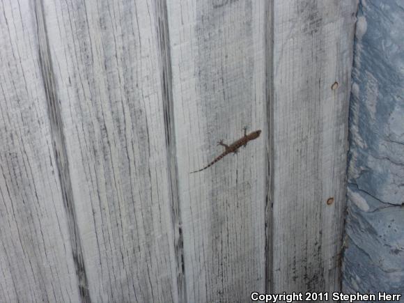 Penninsular Banded Gecko (Coleonyx switaki)