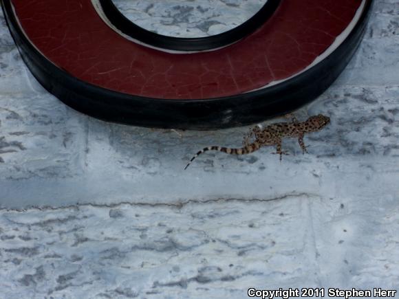 Penninsular Banded Gecko (Coleonyx switaki)