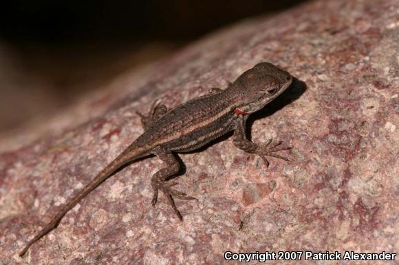 Striped Plateau Lizard (Sceloporus virgatus)