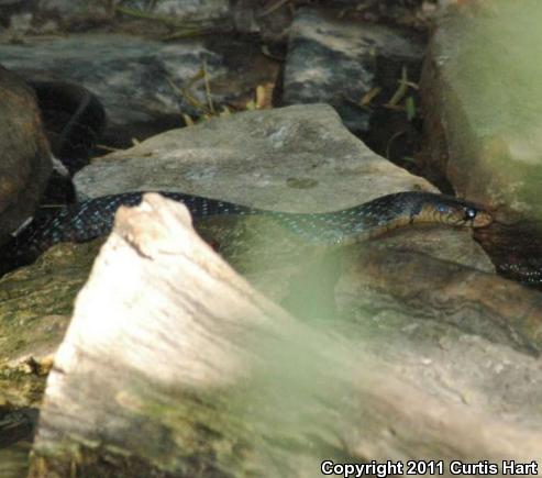 Texas Indigo Snake (Drymarchon melanurus erebennus)