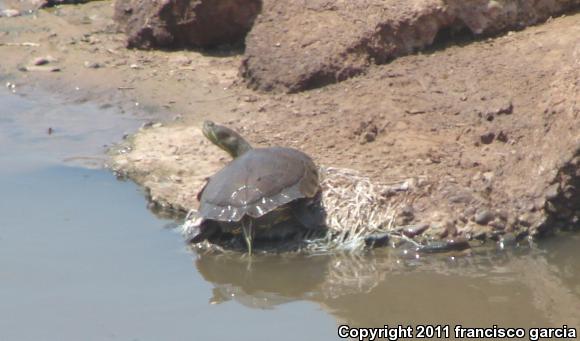 Yaqui Slider (Trachemys yaquia)