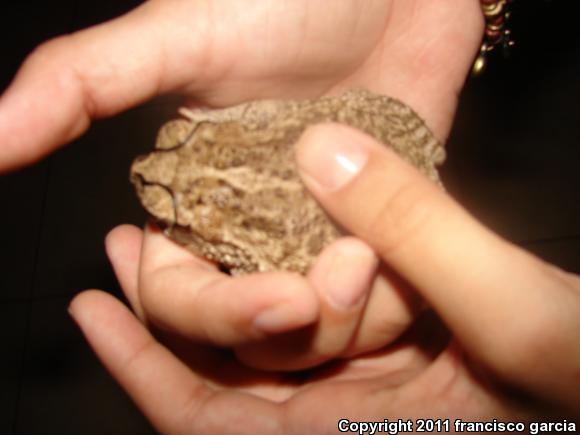 Sinaloa Toad (Ollotis mazatlanensis)