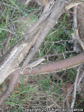 Texas Tree Lizard (Urosaurus ornatus ornatus)