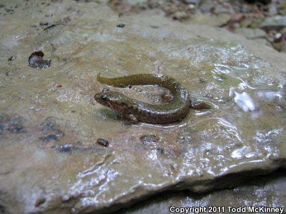 Black Mountain Salamander (Desmognathus welteri)