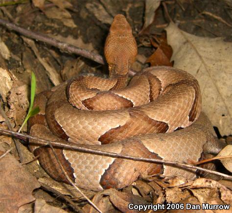 Osage Copperhead (Agkistrodon contortrix phaeogaster)